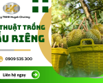 Cùng Huỳnh Chương tìm hiểu và nắm vững kỹ thuật trồng sầu riêng