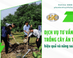 Dịch vụ tư vấn trồng cây ăn trái hiệu quả và năng suất cao