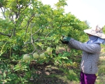 MÃNG CẦU TÂY NINH