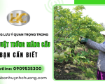 Những lưu ý quan trọng trong kỹ thuật trồng mãng cầu bạn cần biết 