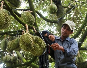 CHĂM SÓC CÂY TRỒNG