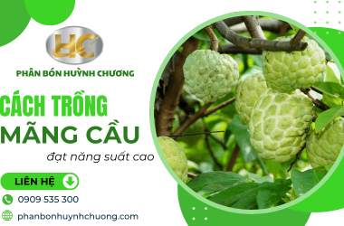 Bí quyết trồng mãng cầu năng suất cao - Kỹ thuật và chăm sóc đúng cách