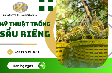 Cùng Huỳnh Chương tìm hiểu và nắm vững kỹ thuật trồng sầu riêng