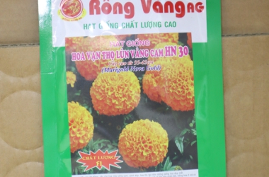 Hoa Vạn Thọ Lùn Vàng Cam HN 30