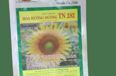 Hoa Hướng Dương TN 282