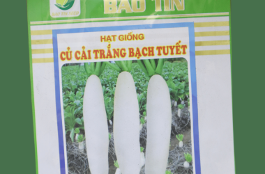 Củ Cải Trắng Bạch Tuyết