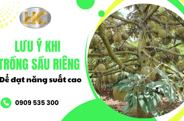 Những lưu ý khi trồng sầu riêng để đạt năng suất cao