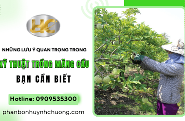 Những lưu ý quan trọng trong kỹ thuật trồng mãng cầu bạn cần biết 