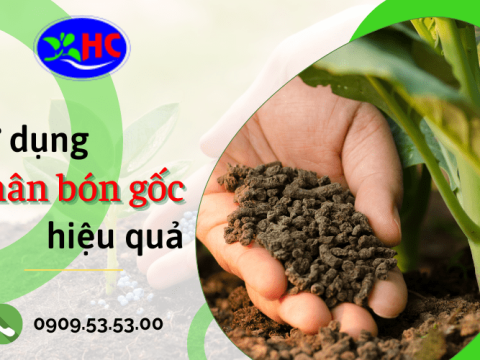 Một số chú ý quan trọng để sử dụng phân bón gốc hiệu quả