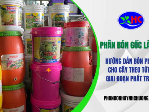 Phân Bón Gốc Là Gì - Hướng dẫn bón phân cho cây từng giai đoạn phát triển