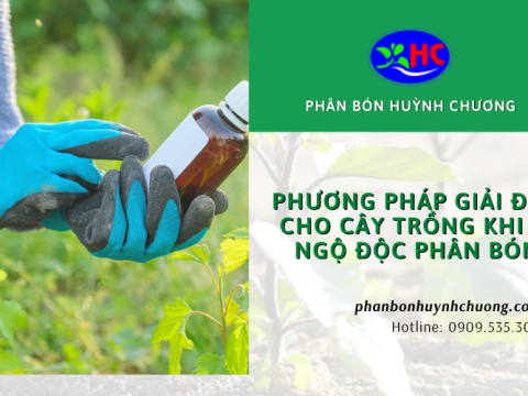 Phương pháp giải độc cho cây trồng khi bị ngộ độc phân bón