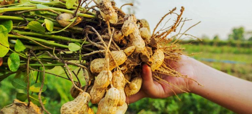 Dự án trồng cây đậu phộng VD2- Huyện Dương Minh Châu