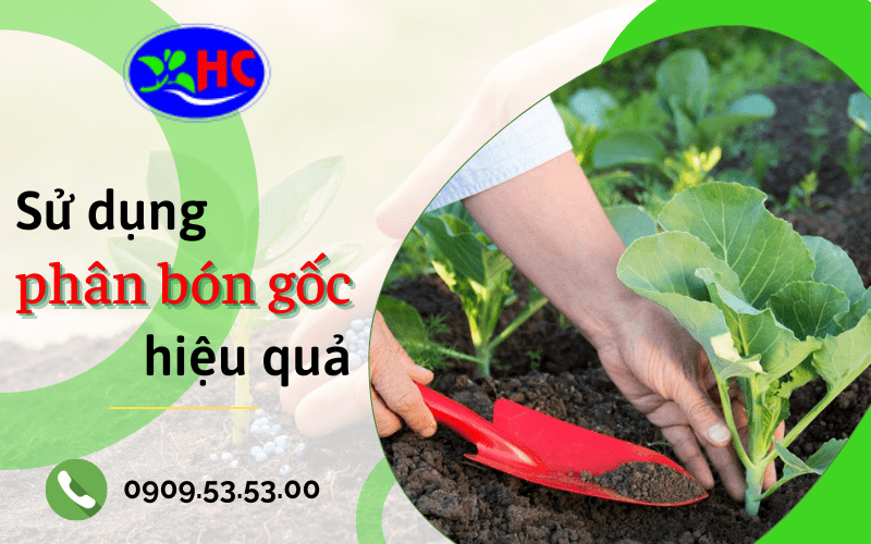 phân bón gốc