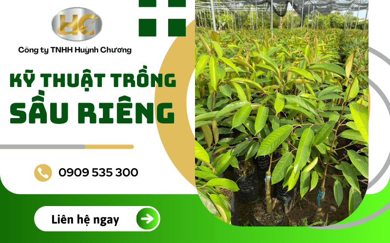 kỹ thuật trồng sầu riêng