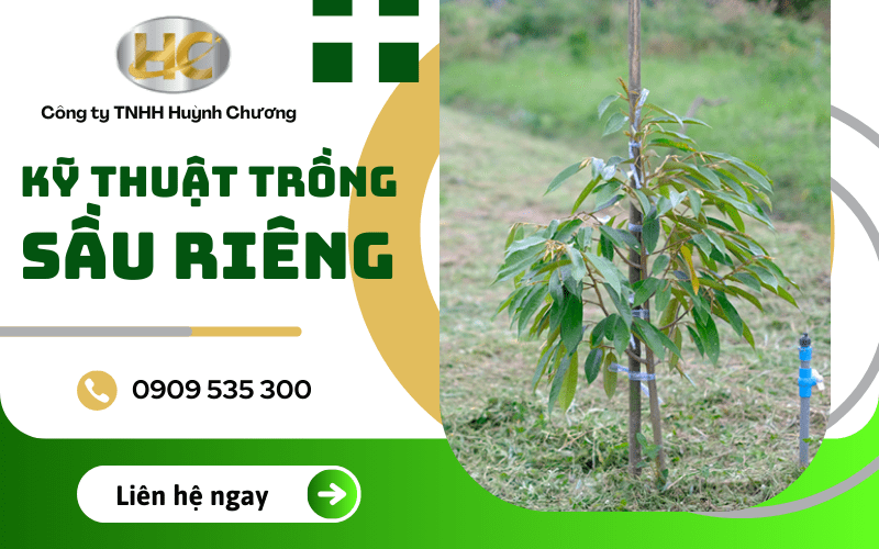 kỹ thuật trồng sầu riêng