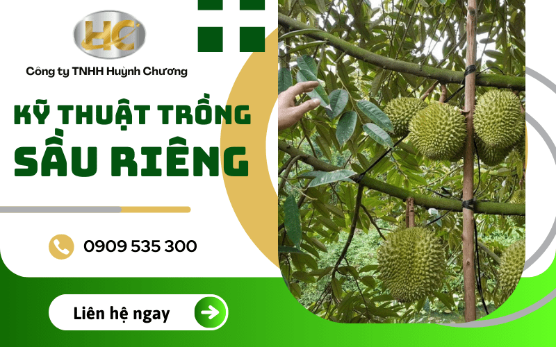 kỹ thuật trồng sầu riêng