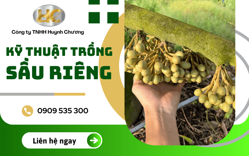 kỹ thuật trồng sầu riêng