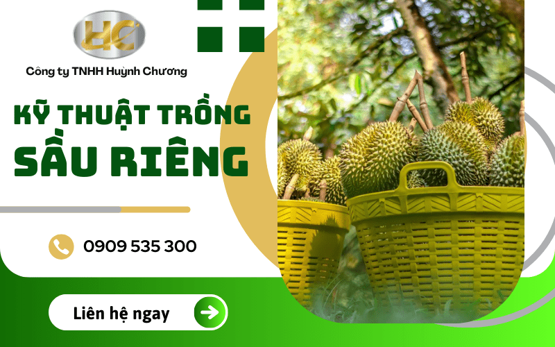 kỹ thuật trồng sầu riêng