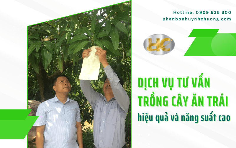 tư vấn trồng cây ăn trái