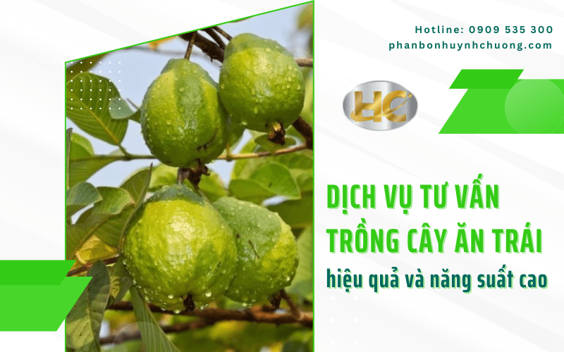 tư vấn trồng cây ăn trái