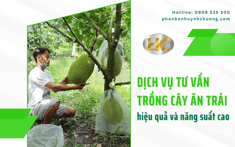 tư vấn trồng cây ăn trái