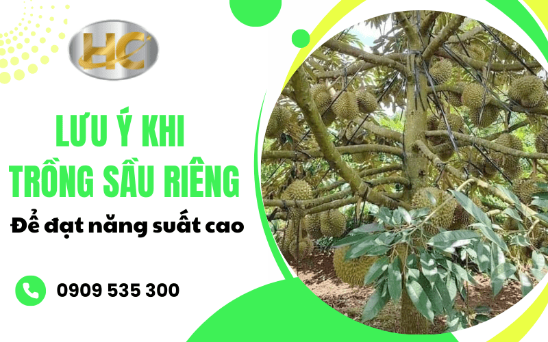  lưu ý khi trồng sầu riêng 