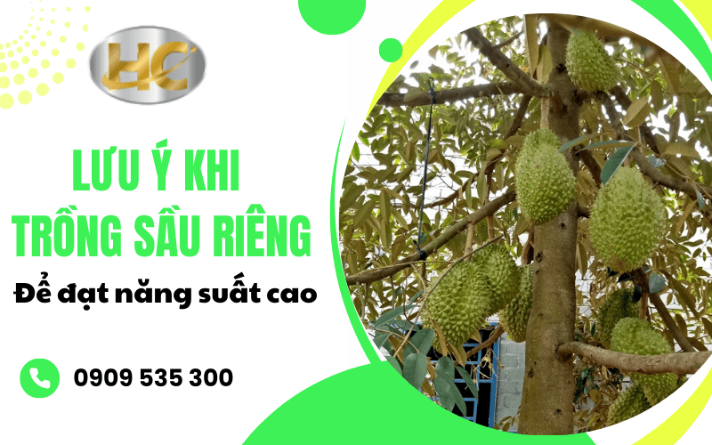  lưu ý khi trồng sầu riêng 