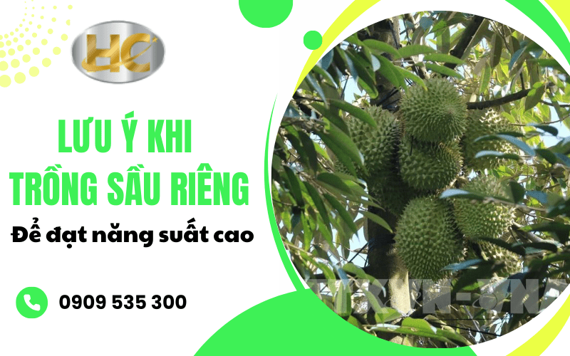  lưu ý khi trồng sầu riêng 