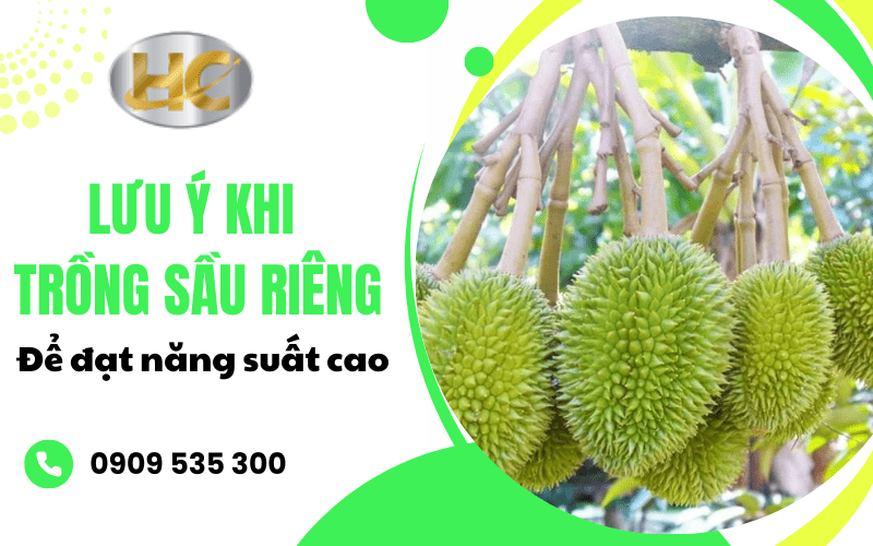  lưu ý khi trồng sầu riêng 