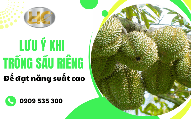  lưu ý khi trồng sầu riêng 