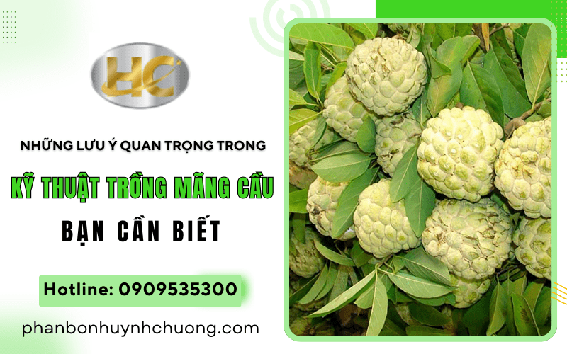 kỹ thuật trồng mãng cầu