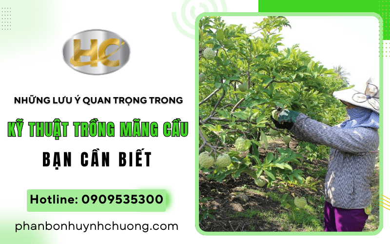 kỹ thuật trồng mãng cầu