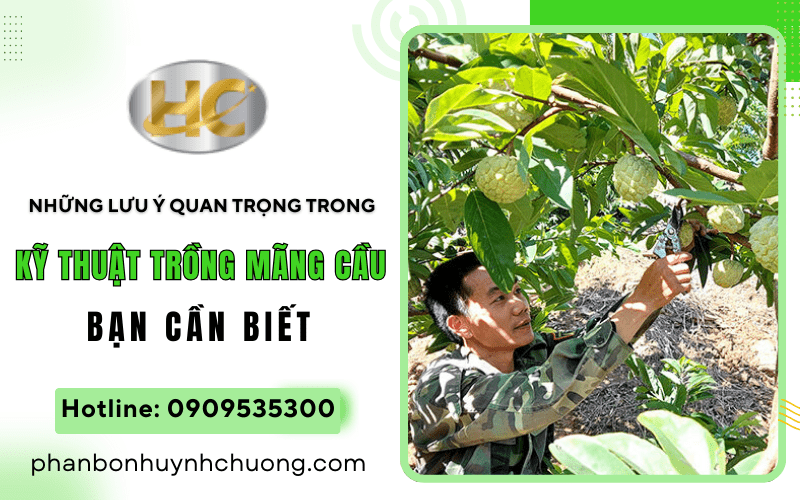 kỹ thuật trồng mãng cầu