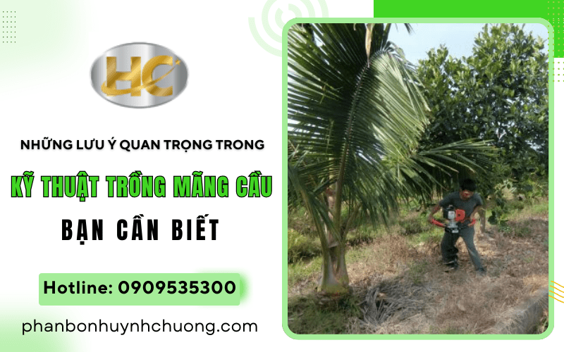 kỹ thuật trồng mãng cầu