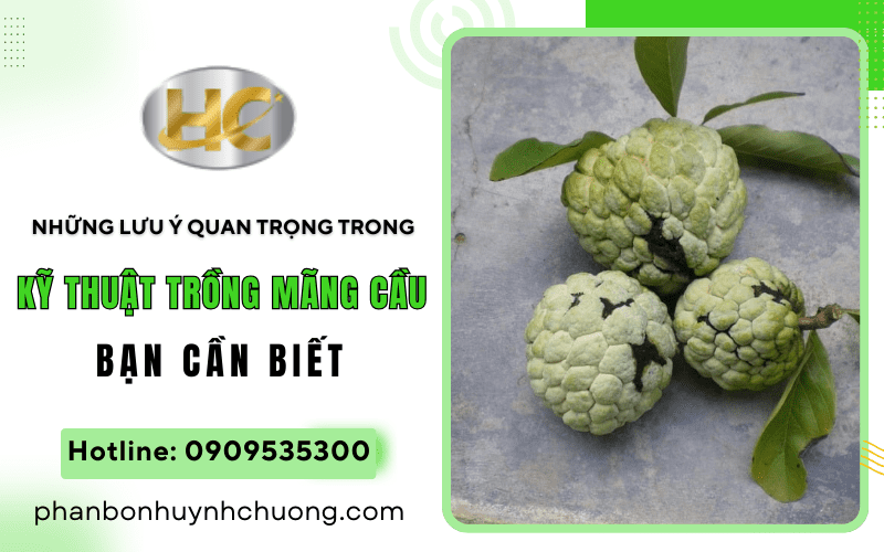 kỹ thuật trồng mãng cầu