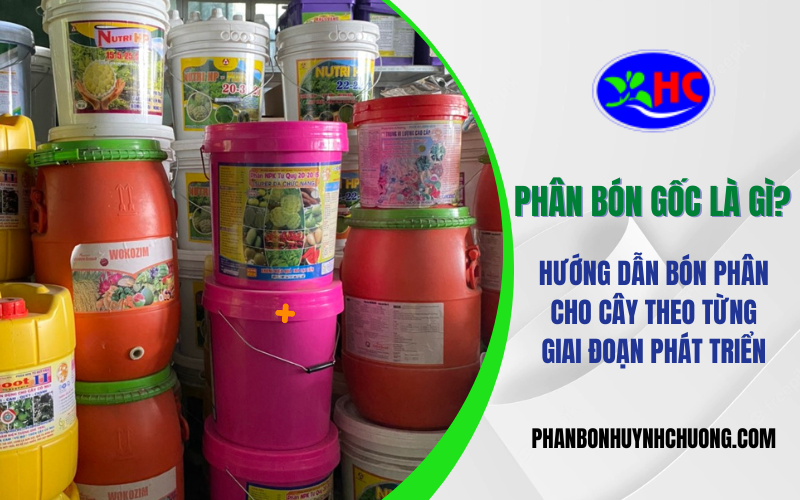 Phân bón gốc