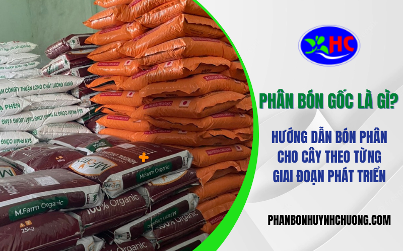 Phân bón gốc