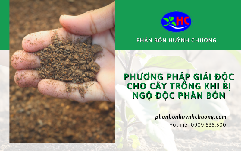 ngộ độc phân bón