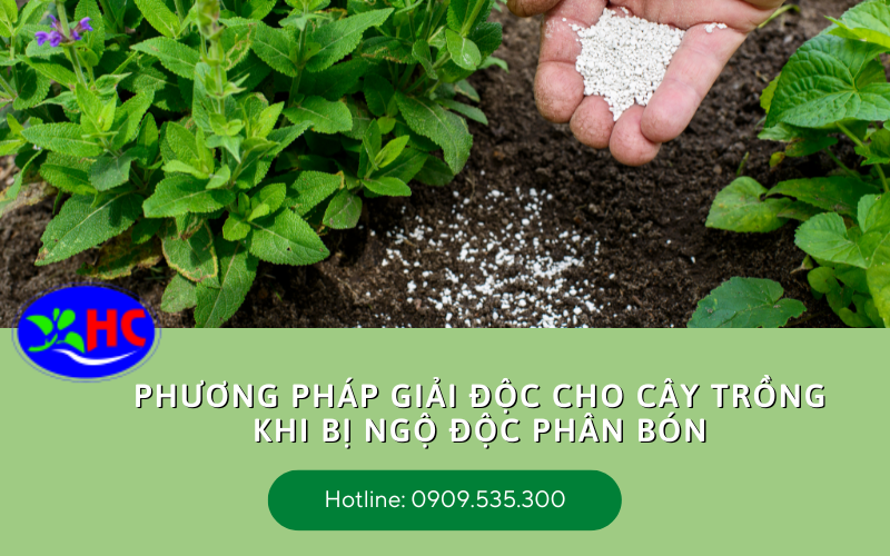 ngộ độc phân bón