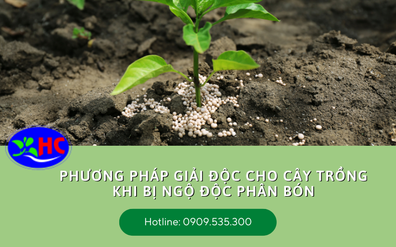 ngộ độc phân bón